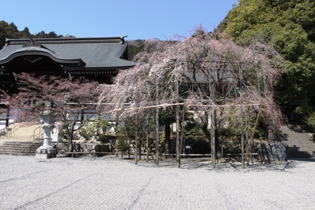 近江神宮しだれ桜