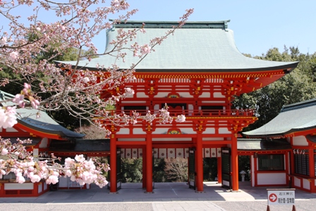 近江神宮少し桜