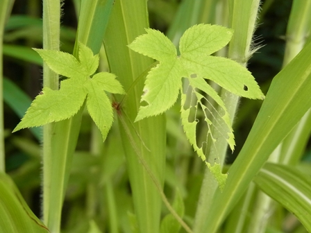 盛夏過ぎの草むら