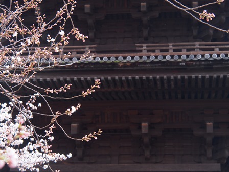 東寺五重塔桜