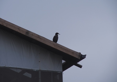 鳳凰堂の屋根で改修工事の進捗状況を観察する鵜