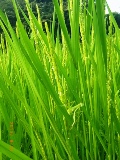 画像の説明 画像の説明