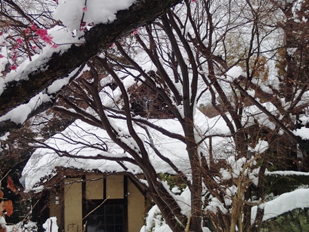 早咲きの梅も満開が過ぎたころ、都心に二度目の大雪P2150231