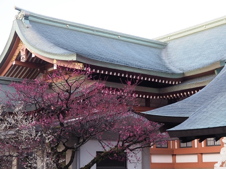 東風(こち)は吹くかねど花盛り　北野の梅は　屋根を彩る　P3150016