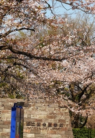 太った人はここで花見をどうぞ