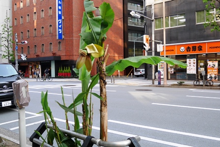 日本金属屋根協会近くの歩道にバナナのような木が