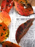 画像の説明 画像の説明