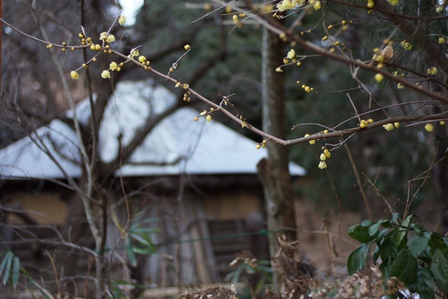 ロウバイの季節DSC07938