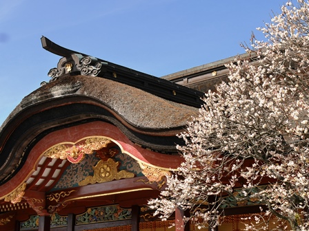 大宰府天満宮、檜皮葺きの唐破風に梅P1010837 大宰府天満宮、檜皮葺きの唐破風に梅P1010837