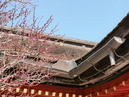 大宰府天満宮の軒樋戸紅梅 大宰府天満宮の軒樋戸紅梅