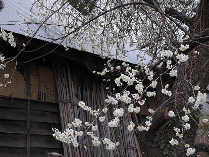 30-ume P2090529 30-ume P2090529