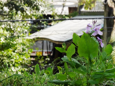 春の銅御殿P2100594