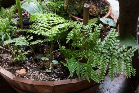 カグマDSC07993 カグマDSC07993