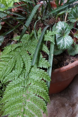 影の主役です 影の主役です