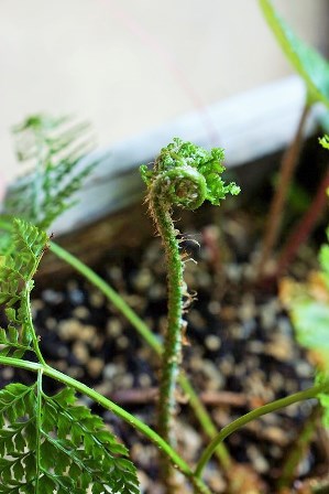 順調に育っています。 順調に育っています。