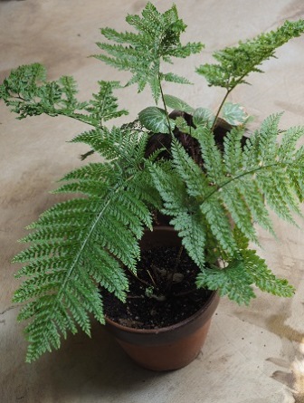 kaguma 鉢植えP6130147