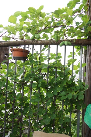 ベランダのグリーンカーテン　DSC08013