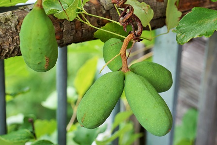 三つ葉アケビ　DSC08011 (2)