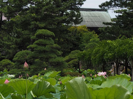 ポコポコ P6300050 ポコポコ P6300050