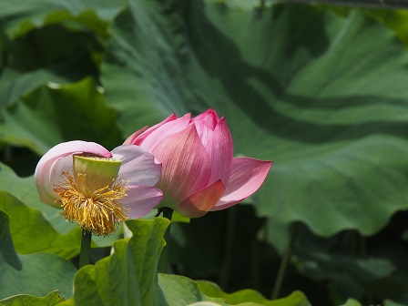 ピタッ P6300043 ピタッ P6300043