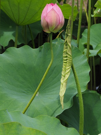 そ~~っ P6300038 そ~~っ P6300038