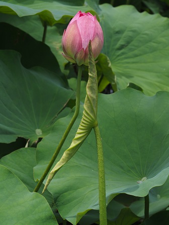 ピタッP6300040 ピタッP6300040