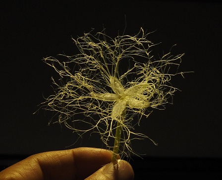 karasuP8130086 (2) karasuP8130086 (2)