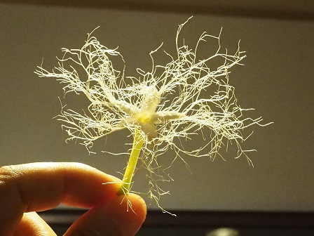 karasu_20150815005205838.jpg karasu_20150815005205838.jpg