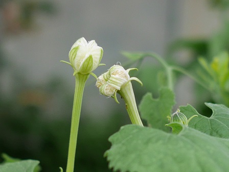 kyou ,kinou P2130832 kyou ,kinou P2130832