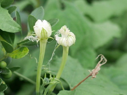 今日、昨日、先週P2130829 今日、昨日、先週P2130829