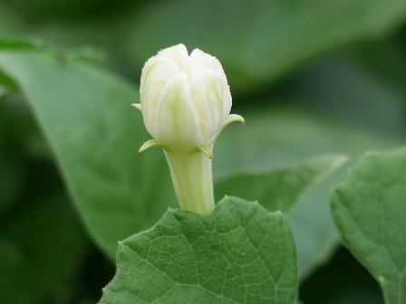 もちろん今晩 P2130835 もちろん今晩 P2130835