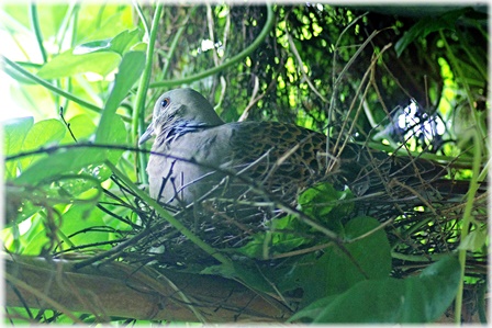 kijibato.jpg kijibato.jpg