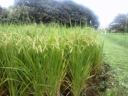 イネP2015_0905_053751 イネP2015_0905_053751