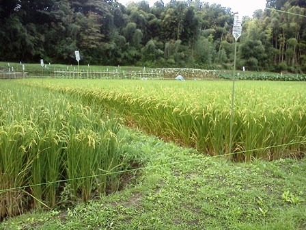 ineP2015_0905_053714.jpg ineP2015_0905_053714.jpg