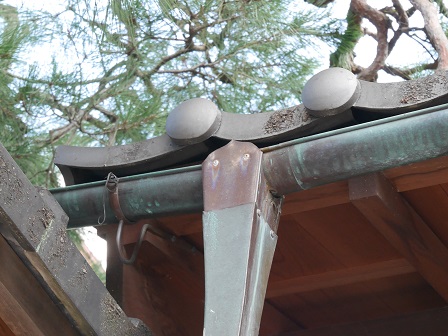 きゃしゃなアンコウ