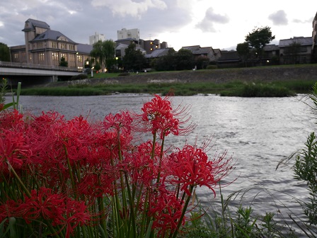 higannbana_20150918224729461.jpg higannbana_20150918224729461.jpg