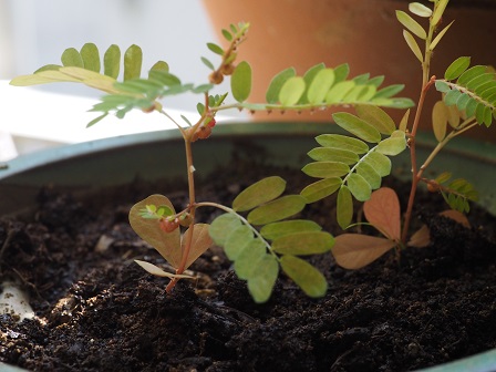 おじぎ草PA090049 おじぎ草PA090049