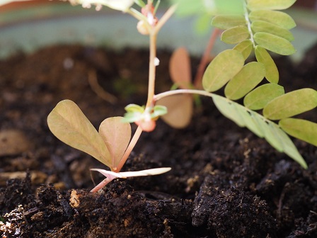 おじぎ僧の子葉 おじぎ僧の子葉