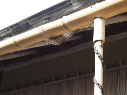 光琳5 PA160044 光琳5 PA160044