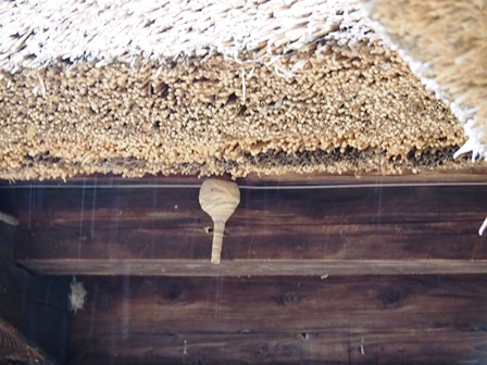 茅葺きの軒下、徳利蜂にも心地よい　PA110391