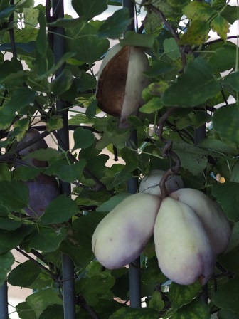 三つ葉アケビ 三つ葉アケビ