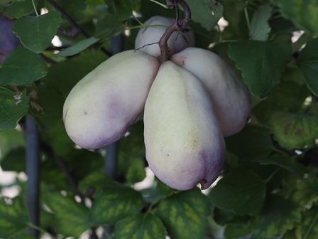 三つ葉アケビ2 三つ葉アケビ2