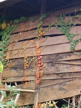 画像の説明 画像の説明