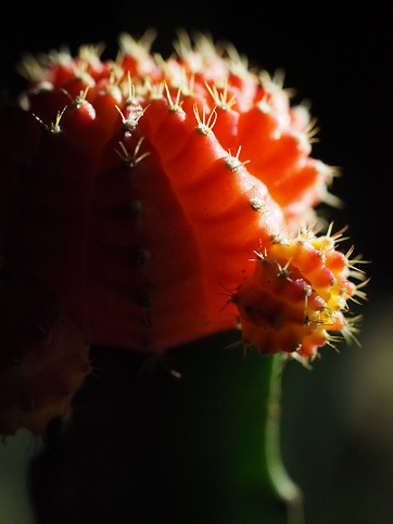 赤いサボテンPB260237 赤いサボテンPB260237