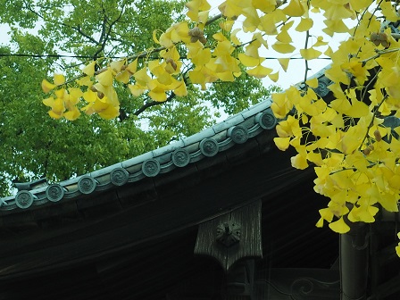 黄葉と四天王寺のわき役たちPC040246 黄葉と四天王寺のわき役たちPC040246