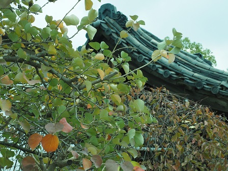 紅葉未満 四天王寺のわき役 紅葉未満 四天王寺のわき役