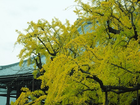 樹齢400年水かけ