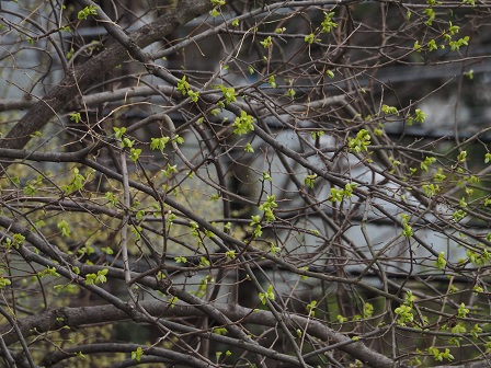 禅寺丸柿の新芽P4010008