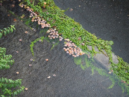 kakinopu-ru.jpg