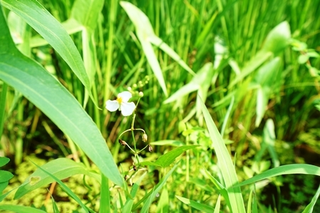 コウホネ　梅雨明け宣言